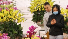 Hoa lan ồ ạt 'xuống phố', người dân Thủ đô thoải mái tuyển lựa mẫu mã