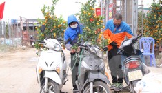 Dịch vụ chở cây cảnh ‘hốt bạc’ những ngày cận Tết
