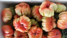 Thị trường ngày 15/12: Cà chua 'cổ' Sơn La đắt khách, kỷ lục giá ớt 200.000đ/kg