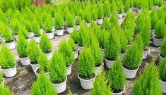 Thị trường 16/12: Gạo ST25 'nhái' tràn lan, tùng thơm mini đắt khách mùa Giáng sinh