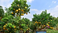 Thị trường 25/12: Bưởi cảnh khổng lồ chơi Tết giá 100 triệu đồng