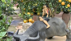Quất bonsai mini trĩu quả hút khách dịp Tết Dương lịch