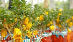 Thị trường 31/12: Quất đặc ruột tràn chợ Việt, phật thủ bonsai giá tiền triệu hút khách