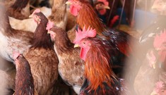 Thị trường 7/1: Giá bán gà 'chạm đáy', hơn 22 triệu người giảm thu nhập vì COVID-19