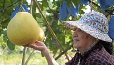 Thị trường 20/1: Bưởi 'khổng lồ' cháy hàng cận Tết