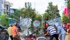 Thị trường 24/1: Dịch vụ chở cây cảnh đắt khách