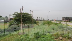 Ngang nhiên trồng hàng trăm cây lâu năm xâm phạm đê sông Đáy