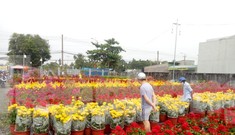 Làng hoa Tết đìu hiu, bán rẻ như cho vẫn ế ẩm