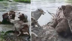 Kinh hãi trước cảnh bầy gấu giết chết chó sói