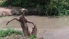 Linh dương đen đủi nhất năm: Ác chiến với cá sấu xong bỏ mạng trước báo hoa mai