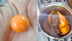 Cắn trúng viên ngọc trai màu cam tiền tỉ khi đang ăn ốc luộc