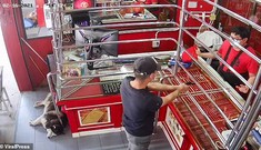 Phì cười với chú chó ngủ say như chết khi chủ bị ‘cướp tiệm vàng’