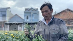 Hàng trăm chậu hoa cúc của nông dân ở Quảng Ngãi bị đập phá trong đêm