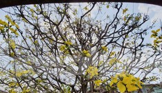 Ngắm cây mai vàng 'khủng' giá tiền tỷ ở TPHCM