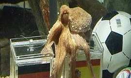 Người Ý “tranh giành” bạch tuộc tiên tri