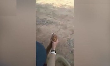 Nam thanh niên tay không bắt rắn hổ mang chúa “khủng” dài 5m