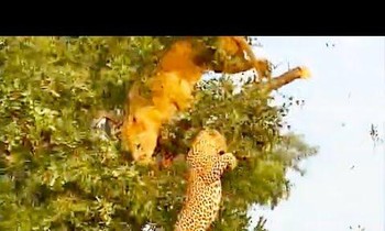 Sư tử và báo hoa mai rơi khỏi cây khi tranh giành thức ăn