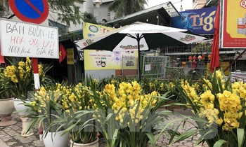 Đơn vị cung cấp Lan Hồ Điệp lớn nhất miền Bắc cũng căng biển mua 1 tặng 1