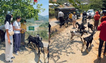 Hoa hậu Kỳ Duyên trở lại vùng lũ, mua dê tặng bà con ở Nam Trà My