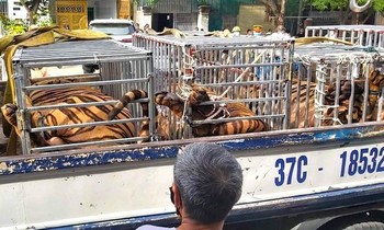 Đầu tư gần 1 tỷ, cải tạo nhà kho để nuôi hổ