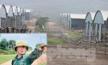 'Hồi sinh' dự án bò Bình Hà: Tỉnh ủy Hà Tĩnh yêu cầu thẩm định tính khả thi