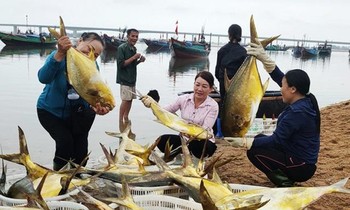 Trúng đậm mẻ cá chim vàng, ngư dân thu hơn nửa tỷ đồng