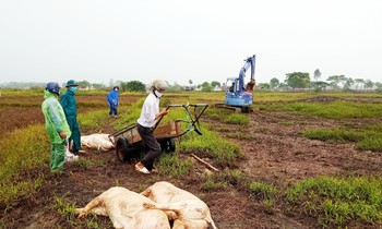 Tái xuất hiện dịch tả lợn Châu Phi tại Hà Tĩnh