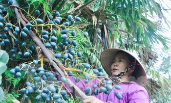 Người dân kiếm bộn tiền mùa thu hoạch cọ ở Hà Tĩnh