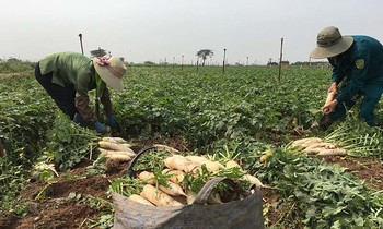 Chủ tịch Hà Nội: Sớm xây chợ đầu mối 'giải cứu' nông sản