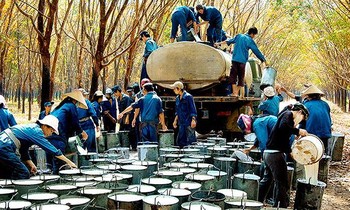 Cựu Chủ tịch Tập đoàn Cao su gây thiệt hại hàng chục tỷ đồng