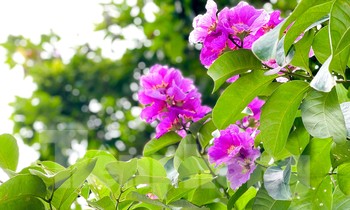 Bằng lăng tím rợp trời Hà Nội