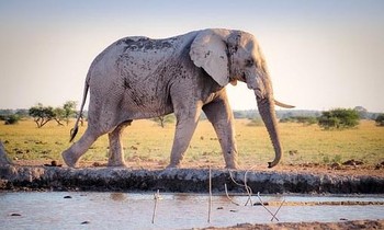 1001 thắc mắc: Vì sao voi có thể toát 500 lít mồ hôi mỗi ngày?