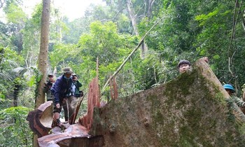Quảng Trị: Cận cảnh những cây gỗ 'khủng' trong rừng đặc dụng chỉ còn lại gốc