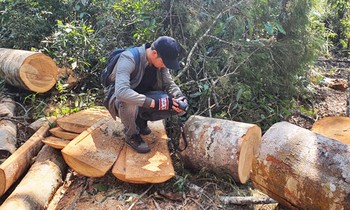 Nhiều cây cổ thụ thuộc rừng phòng hộ Lâm Hà bị cưa hạ