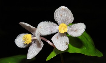 Thu hải đường Hòn Giao