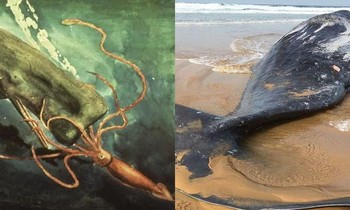 Discovering whales washed ashore, experts say a war with giant squid