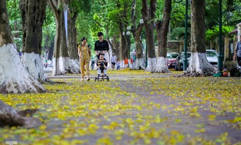Lá phủ vàng con phố trong tiết trời chuyển sang thu ở Hà Nội