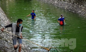 Nước sông Tô Lịch đổi màu xanh ngắt, người dân đội mưa bắt cả tạ cá