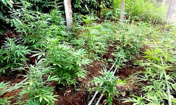 Những cây cần sa được Phát trồng trong vườn