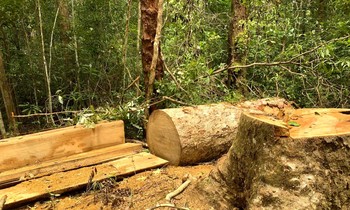 Hiện trường vụ khai thác lâm sản