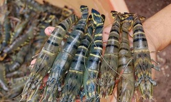 Đề nghị Úc bỏ lệnh ngừng nhập tôm, thịt tôm chưa nấu chín