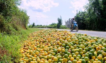 Thị trường 18/9: Cam Vinh rụng đầy đường, bánh trung thu đồng loạt 'mua 1 tặng 1'