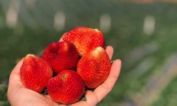 Thị trường 12/3: Dâu tây Mộc Châu loại siêu vip giá 1 triệu đồng/kg