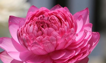 Hà Nội bất ngờ 'sốt' rau kim cương, sen ngàn cánh chào hè