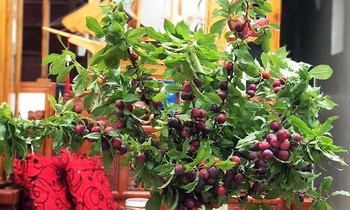 Giá vé máy bay giảm mạnh sau nghỉ lễ, mận nguyên cành bán theo set đắt khách