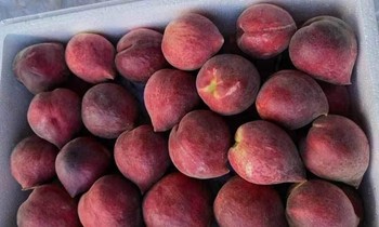 Đào lạ đỏ thẫm tràn về chợ, giá cao 100.00đ/kg vẫn đắt hàng