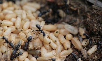 Trứng kiến ​​đang vào mùa, nhiều người đi săn kiếm 'bộn tiền'