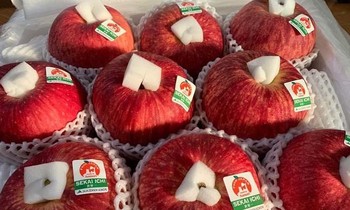 Táo Nhật Bản 1 kg/quả tràn ngập thị trường mùa Giáng sinh