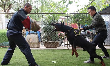 Luyện chó chiến ở trại chó Doberman Nguyễn Hoàng