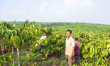 Lô rẫy của nông dân Ngô Đình Phú đã bị cấp nhầm bìa đỏ